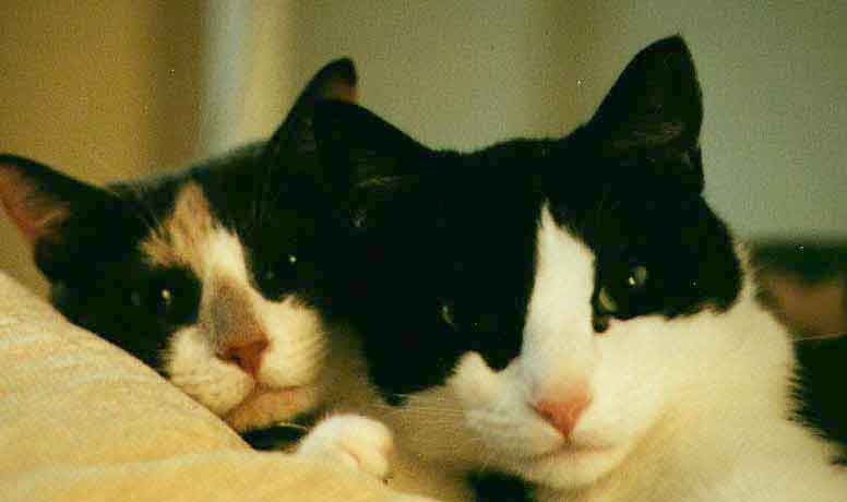 twocats