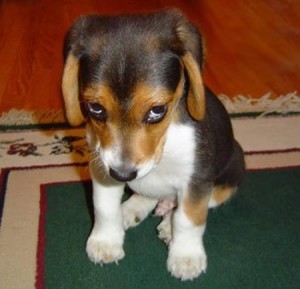 guilty-puppy1