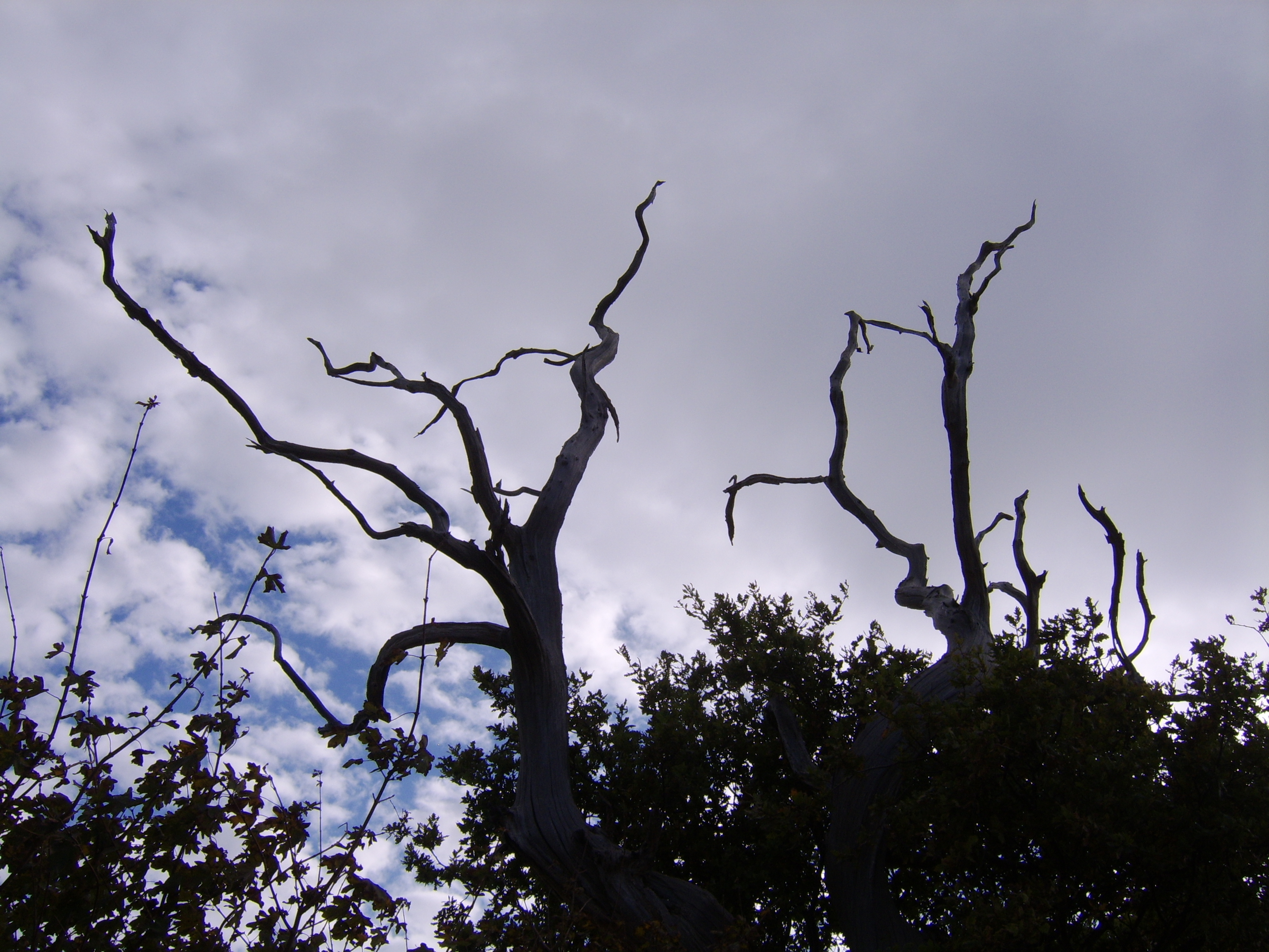 tree