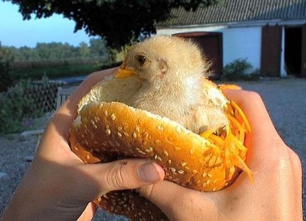 Chicken II