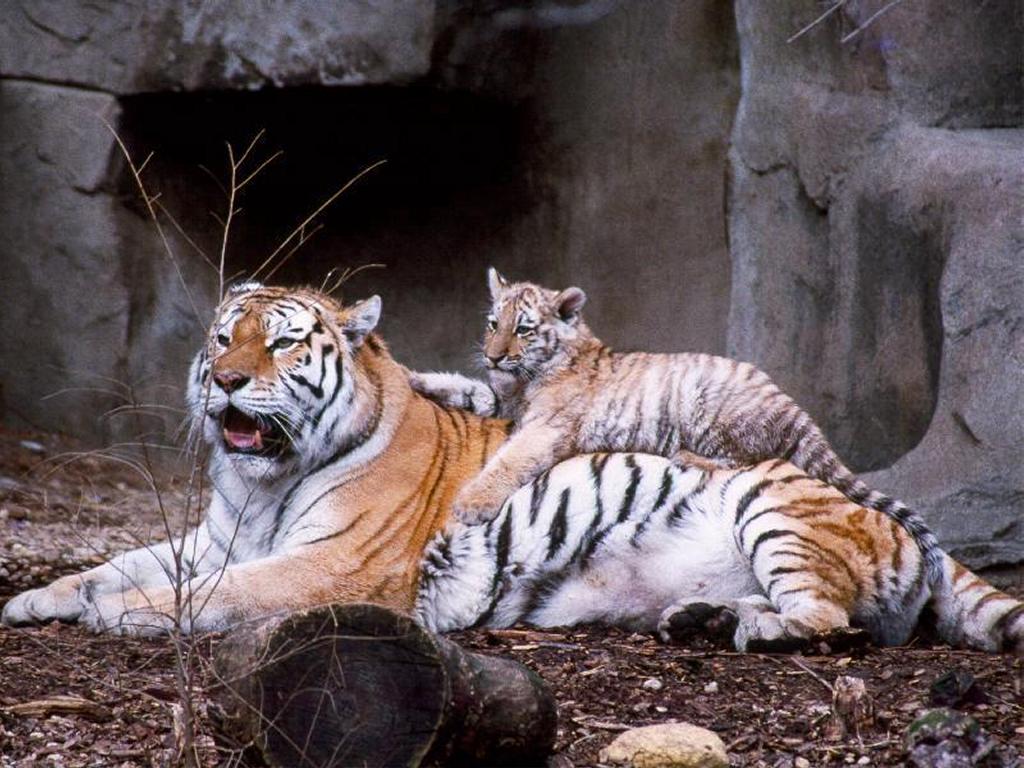 tigers-lair
